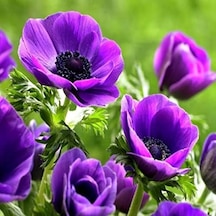 Pulsatilla Vulgaris Violet Dağ Lalesi Anemon Çiçeği 5 Tohum Diğer