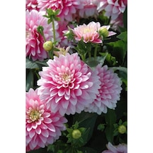 Soft Pembe Renkli Yıldız Çiçeği Soğanı 2 Adet