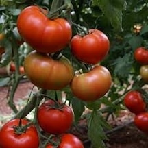 20 Adet Tohum Organik Hobi Balkon Domatesi Tohumu Essah Yerli Dom
