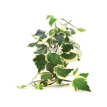 Alacalı Orman Kaya Sarmaşığı Hedera Helix Fidanı 10-20 Cm