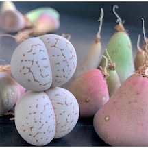 10 Adet Dinteranthus Vanzylii Mesemb Succulent Tohumu