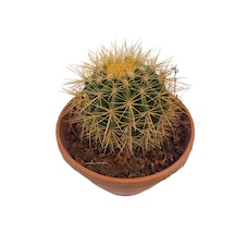 Echino Kaktüs / Golden Barrel Cactus