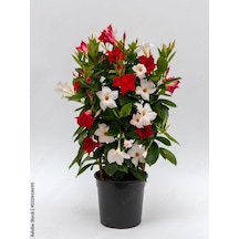 Mandevilla Mix 30 60 Cm Karışık Renkli Kırmızı Beyaz Saksılı Çiçekli Sarmaşık