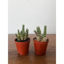 Echinocereusklapperi