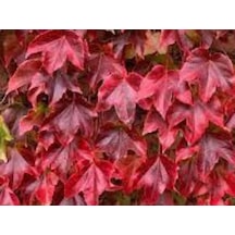 Amerikan Sarmaşığı - Parthenocissus Quinquefolia