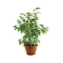 Videolu Alacalı Benjamin Bitkisi 1 Adet Saksılı/tüplü 60-90cm Ofis Bitkisi Ficus Starlightt