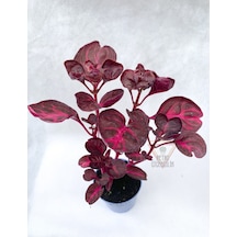 Çingene Şalvarı Bitkisi Iresine Herbstii 5.5 Cm Saksıda