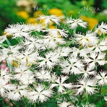 Dianthus Superbus White Bol Kokulu Karanfil Çiçeği Tohumu 100 Adet