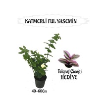 Mis Kokulu Katmerli Ful Yasemin 1 Adet+telgraf Çiçeği Hediyeli