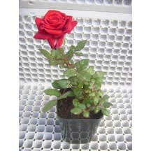Kırmızı Gül Fidanı 20-30 Cm