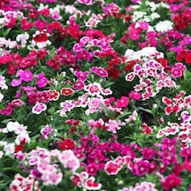 Dianthus Heddewigii Candy Baby Doll Karanfil Çiçeği Tohumu 100 A