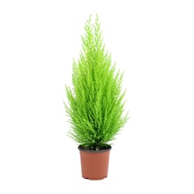 Limon Kokulu Limoni Servi Cupressus Ev Ofis Salon Çamı 30-40 Cm