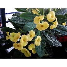 Sarı Dikenler Tacı Çiçeği Fidanı 10-20 Cm