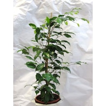 Yeşil Parlak Yapraklı Benjamin Çiçeği Bitksi 40-60cm Saksılı