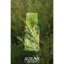 Auran Çay Ağacı Esansiyel Uçucu Koku Yağı Ortam Kokusu Doğal Yağ Sihirli Küre Hobi Esansı 10ml Abundance Prosperity