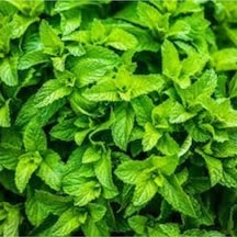 50 Adet Tohum Yediveren Ithalyan Ithal Nane Tohumu Saksı Toprak Sürpriz Hediye Tohum