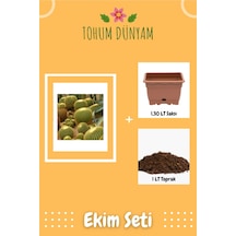 Dev Kaktüs Çiçeği Tohumu Ekim Seti