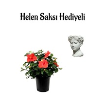 Kadınlar Gününe Özel Kırmızı Renk Japon Gülü Hibiscus Rosa Helen Saksı Hediyeli