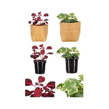 Videolu 2'li Çingene Şalvarı/duvar Sarmaşığı Çiçeği 10-20cm Saksılı Iresine Herbstii/hedera Helix