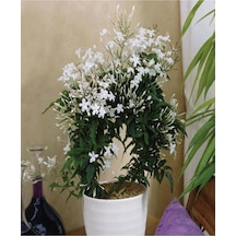 Videolu Çin Yasemini Kokulu Beyaz Renkli 20 60cm 1 Adet Saksılı Fidan Jasminum Polyanthum Jasmine