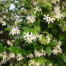 Sarılıcı Yoğun Kokulu Jasminum Arap Yasemin Fidanı 30-50 Cm