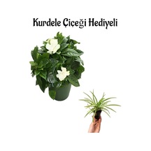 Yogun Kokulu Gardenya Çiçeği Sevgililer Gününe Özel Kurdele Çiçeği Hediyeli