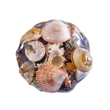 Tahtakaletoptanci Fruit Of The Sea 20 Cm