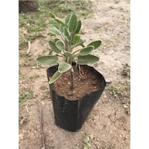 Şalba Adaçayı Fidanı 10-20 Cm Salvia Officinalis