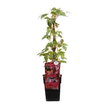 Renk Değiştiren Duvar Sarmaşığı 40-60cm 3 Adet Saksılı/tüplü