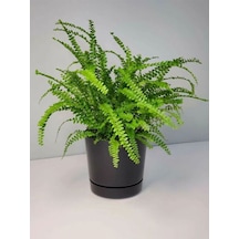 Videolu Aşk Merdiveni 1 Adet Saksılı/tüplü 30-40cm Iç Mekan Bitkisi Fujer Nephrolepis