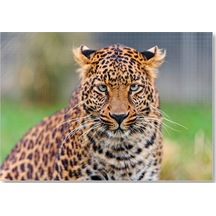 Cakasepetim Genç Leopar Ahşap Mdf Tablo