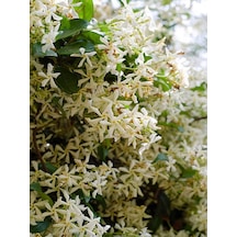 Videolu Yoğun Kokulu Arap Yasemin Çiçeği 1 Adet Saksılı/ Tüplü 40-50 Cm Star Jasmine