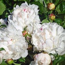 Peonies Festiva Maxima White Şakayık Çiçeği Yumrusu 1 Adet N11.352