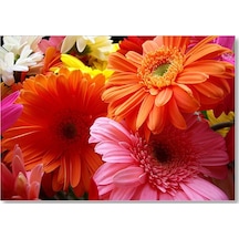 Cakasepetim Gerbera Çiçekleri Turunculu Pembeli Ahşap Mdf Tablo