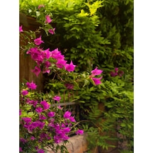 1 Adet Pembe Renk Begonvil Çiçeği 30-45 Cm Saksılı Çiçekli Bodur Bitkiler Bougainvillea