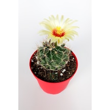 Thelocactus Ideas - Sari Çicekli Kaktüs - Hamato - 8.5 CM Kırmızı Saksıda