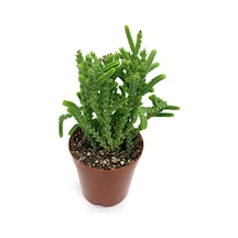Serada Decor Plant Prenses Çamı Sukulent