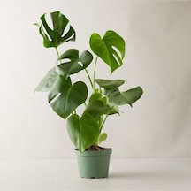 Monstera Deliciosa Deve Tabanı Büyük Boy 50-70 Cm
