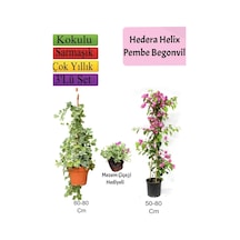 Hedera Hex Sarmaşığı+ Pembe Begonvil+ Mezem Çiçeği