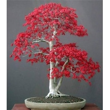 Acer Rubrum Bonsai Ekim Tohumu