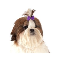Show Tech Multicolor Renkli Lastikli Kedi Köpek Tokası 50 Adetli Paket