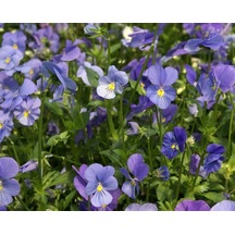 Fidanistanbul Hercai Menekşe Çiçeği Mavi Renk Çiçek Tohumu 150