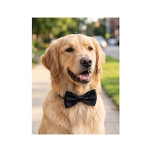 Kedi Köpek Papyonlu Tasma Serisi 3 Adet