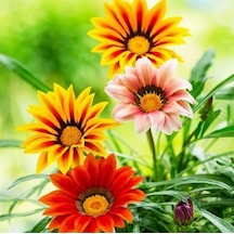 100 Adet Karışık Gazanya Çiçeği Tohumu + 10Adet Gül Tohumu