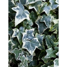 40 50 Cm Alacalı Orman Sarmaşığı