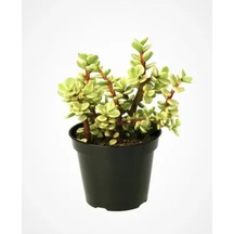 Portulacaria Afra Variegata,fil Azığı Yeşim 5,5 Sukulent Saksısında Dolgun Formlu