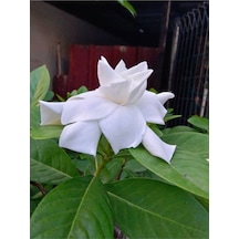 1 Adet Salon Hediyesi Mis Kokulu Gardenya Çiçeği 20-40 Cm Saksılı Iç Mekan Gardenia