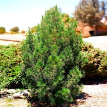 Elder Çamı Fidanı 3 Adet - Pinus Elderica 30-40 Cm