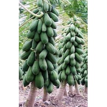 Papaya Ağacı Ekim Seti 3 Tohum + Saksı + Toprak +