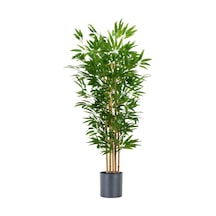 Yogun Yapraklı Bambu Agacı 5 Li Yeşil